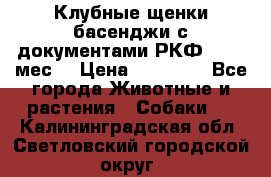 Клубные щенки басенджи с документами РКФ - 2,5 мес. › Цена ­ 20 000 - Все города Животные и растения » Собаки   . Калининградская обл.,Светловский городской округ 